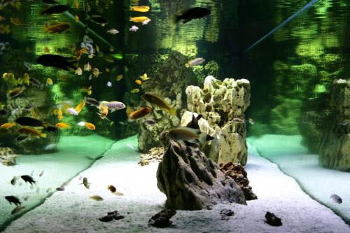 Muzeum Flory i Fauny